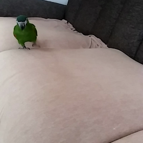 歩きますの画像