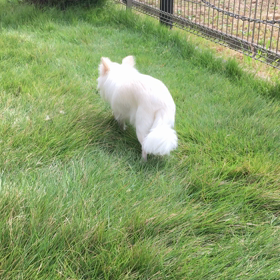 散歩行きたい病の画像