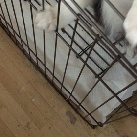 もう少しで巣立つ犬達の画像