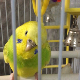 姫インコのプガプガ　変な声の画像