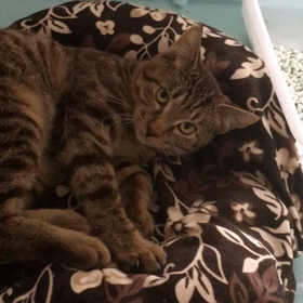 里親募集中☆サンジくんの画像