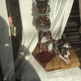 カツカツの画像