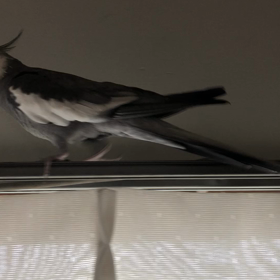 彼女募集中の画像