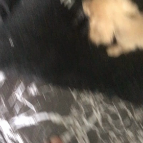 今日のワンコ 。筋トレの画像