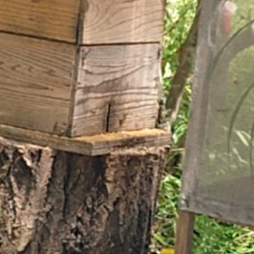 日本蜜蜂の新居の画像