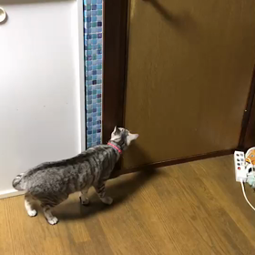 猫は器用です(笑)の画像