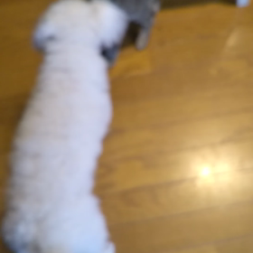 猫パンチの画像