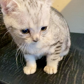 みかんくんの画像