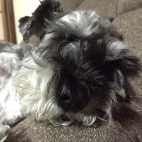 寝てる犬の動画の画像