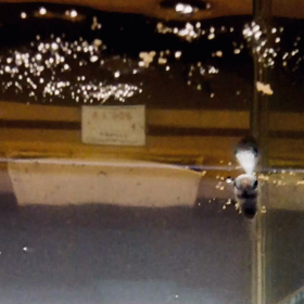 メダカ紹介その４～鉄仮面（てっかめん）～の画像