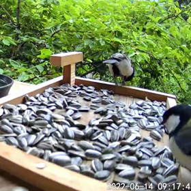 すぎぴたんの事  件簿シーズン２　３００話（シジュウカラご夫婦の食事）の画像