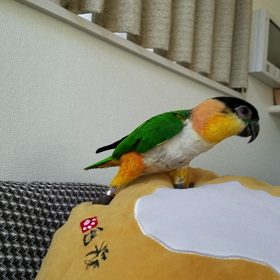 ズグロあろはこんにちは不発動画の画像