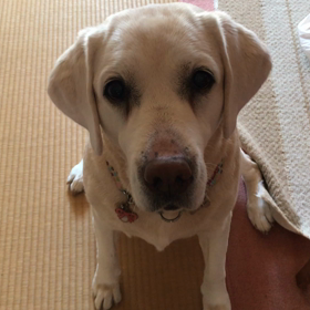 よもぎさん爪切りのあとの画像