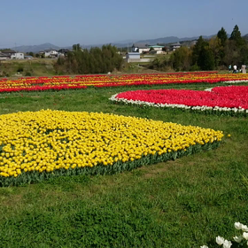 恋のチューリップの画像