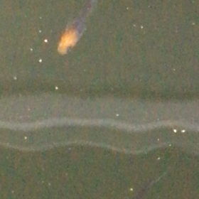 めだか飼育素人おっさんの画像