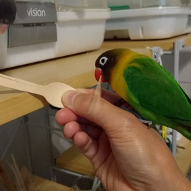 かじって遊ぶの画像