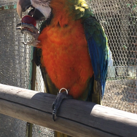 初ブドウの画像