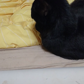 イケメン猫さんみおですの画像