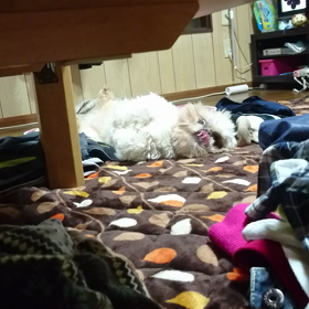 いつぞやの…の画像