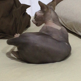 一猫遊びの画像