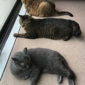 ◆レオへのメッセージの続きの画像