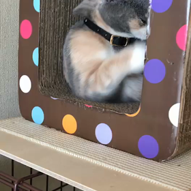 星那ちゃんの画像