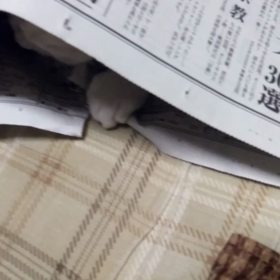 新聞を食うネコの画像