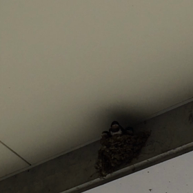 さえずり待つ子たちの画像