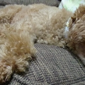 【Fall in Sleep】の画像