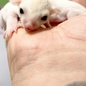 6月だつのうリューシ双子babyの画像