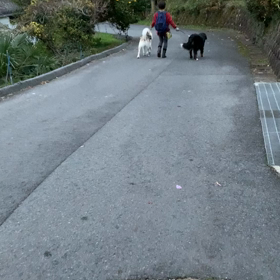 代表宅でのお散歩の画像