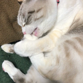 爪切りしなきゃの画像