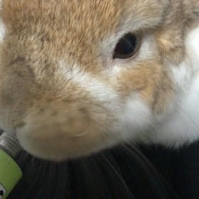 フライディナイトの画像