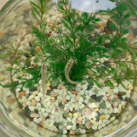 【動画】お魚さんたちの餌タイム♪の画像