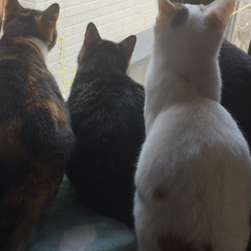 警備隊、救急車にビビるw（注:音声アリ！）の画像