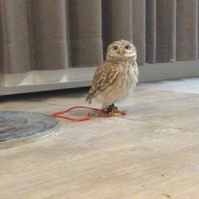 ふくろうをストーカーしちゃいましたの画像