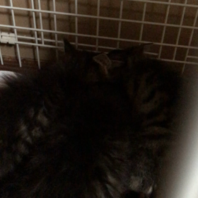 食欲旺盛の画像