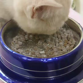 今日のアルちゃん♡の画像