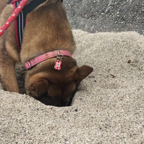 ほりほりの画像