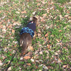 秘密基地！！の画像