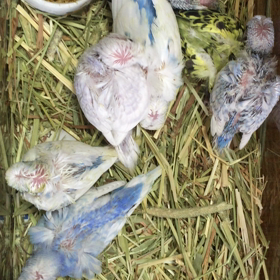 羽衣セキセイインコの画像