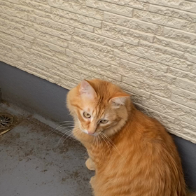 これは、びっくりの画像