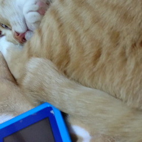 猫の気持ちパート2の画像