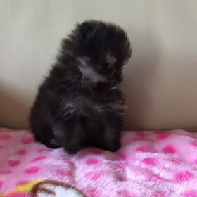 ポメラニアン  U^ェ^Uの画像