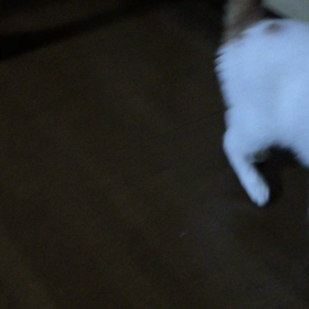 おすわりの画像