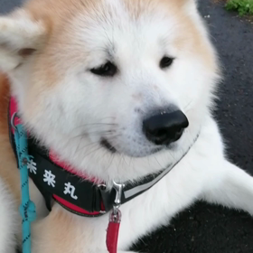 何か久しぶりの5km 朝散歩。未来丸可愛いだけでゴロ寝連発なんですが、無理やり引っ張って何とか。の画像