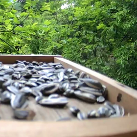 すぎぴたんの事件簿　シーズン２　２６４話（スズメ子供）の画像