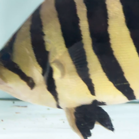 カクカクスラッシュのダトニオリアルバンドご成約頂きました！！の画像