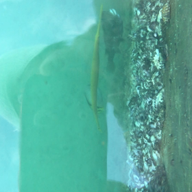 おおきいさかなが。の画像