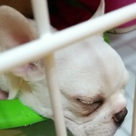 さすがフレブルちゃんwの画像